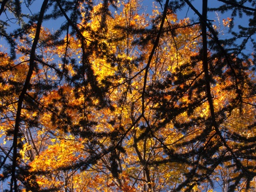 Maples and Tamarack, Frelinghuysen Arboretum, Morris County, NJ (LUM).jpg